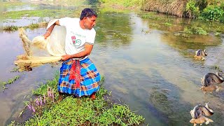 Village Fisherman Catch Big Fish-Amazing Net Fishing-Traditional Net Fishing- #fishing #trending