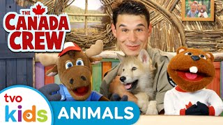 Animals 🐺 | 🫎 CANADA CREW 🦫 | 📚 Learn About Canada \u0026 Canadians: Moose, Wolf Pup 🇨🇦 | TVOkids