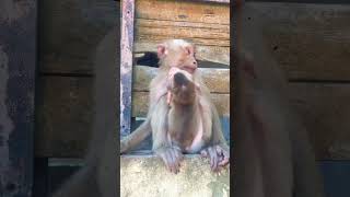 #monkey #391217p #animals #370849ccli #diy #babymonkey #876382t #eat #funny #u0026