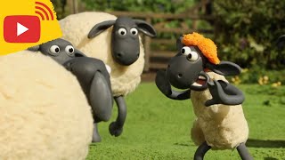 🔴 LIVE - Shaun the Sheep | Farm TV | Shaun The Sheep 🐑 Cartoons for kids, Preschool, New Stream