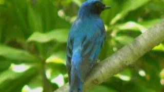 Blue and white Flycatcher・オオルリ(Male)