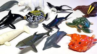 Sea Animals - Shark, Beluga, Whale, Manta Ray, Turtle, Seahorse, Walrus, Dolphin, Orca, Polar Bear