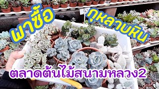 ตลาดต้นไม้สนามหลวง2|ซื้อไม้อวบน้ำสนามหลวง2|ซื้อกุหลาบหินสนามหลวง2|Mom1010_garden