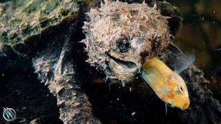 🐢 ALLIGATOR SNAPPING TURTLE ─ The Most Aggressive & Dangerous Turtle in the World 🐢