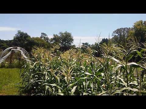 Do Honey Bees Collect Pollen From Corn