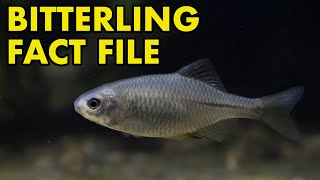 Bitterling: Fact File (British Wildlife Facts)