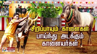 🔴LIVE :  Polimer News Live | வன்னியன்விடுதி, புதுக்கோட்டை ஜல்லிக்கட்டு |