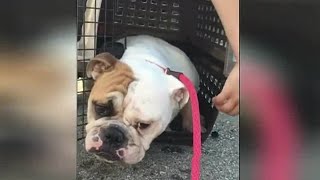 Abused dog left for dead at Southfield shelter