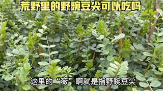 豌豆尖非常美味，野外长的像豌豆的野豌豆尖可以吃吗？