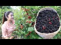 Have you ever made mulberry tea at home? / Pick mulberry for my recipe / Countryside life TV