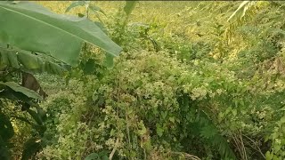 অসাধারণ ঔষুধি গুণসম্পন্ন রায়ত লতা বা রিফুজি লতা - Mikania micantha