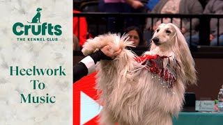 Ever Seen An Afghan Hound Do This? Paw Perfect Heelwork To Music Routine at Crufts 😍😍