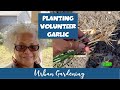 Transplanting Volunteer Garlic | Zone 8A GA  | Urban Garden Ep. 106 || Steffanie's Journey