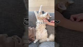 へそ天な猫がかわいすぎる手の角度 #サイベリアン #子猫 #5ヶ月