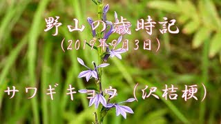 野山の歳時記　サワギキョウ（沢桔梗）2019年9月3日