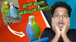 Budgies Rare Mutation😍, ഇതിനെ നമുക്ക് Breeding ചെയ്യിക്കാൻ പറ്റുമോ 🤔