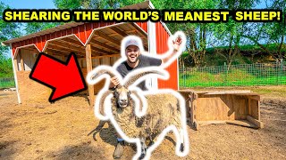 Giving My ANGRY SHEEP a HAIRCUT for the FIRST TIME! (Bad Idea)