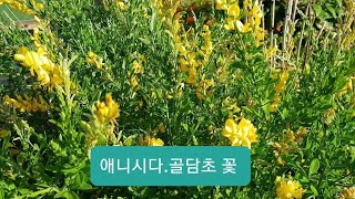 애니시다.금직화.양골담초 꽃