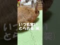 おやつアピールがすごいうさぎ♡ shorts うさぎ うさぎのいる暮らし rabbit おやつ