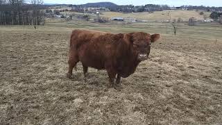 Registered Red Lowline Angus Bull, Red Patriot in Broadway, VA. All grass fed beef