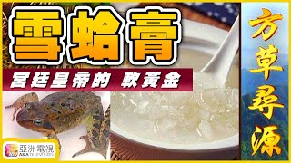 雪蛤膏︱幾時唔食得？補腎養顏 養陰潤肺【芳草尋源】