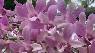 എന്റെ വീട്ടിലെ ഓർക്കിഡ് Flowers 🌺 orchid care in Malayalam #najisworld #orchid #dendrobiumcare