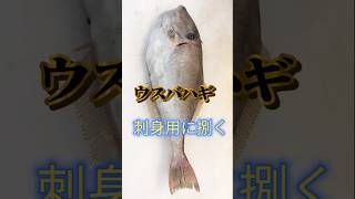 ウスバハギ刺身用捌き方【ウチワハゲ】 #ウスバハギ刺身 #ウスバハギ捌き #ウチワハゲ