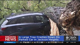 Large Tree Falls Onto Car In Queens