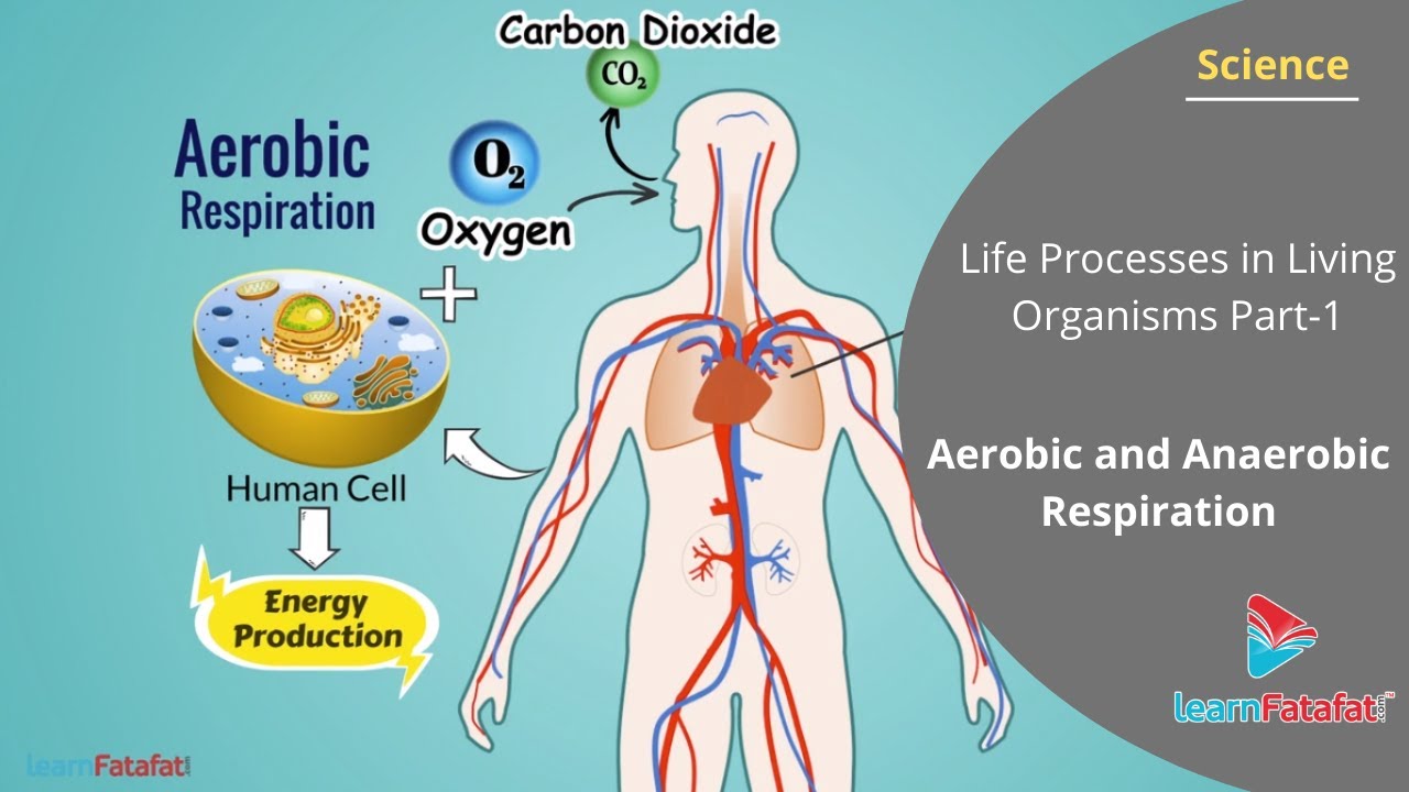 Aerobic And Anaerobic Respiration | Life Processes In Living Organisms ...