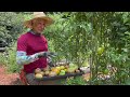 the perfect time to harvest a tomato