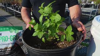 Bokashi Pro-Gro fermented fertilizer applications with Gary from Good Green Earth Co.