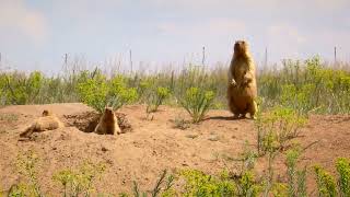 Бабачата у Тарутинському степу🌾