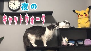 【保護猫】寝る前にキャットウォークで運動会！？【ノルウェージャンフォレストキャット】