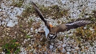 Killdeer Bird Protecting It's Eggs