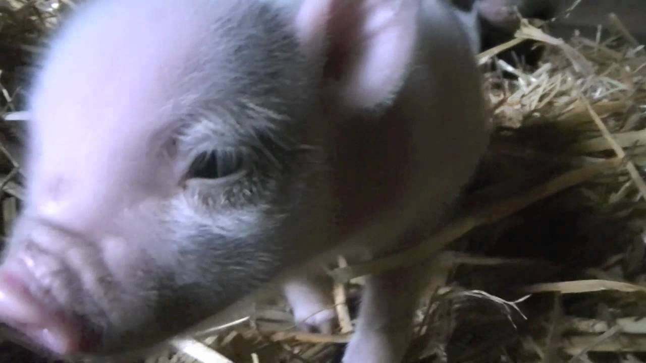 Piglets Youtube