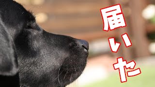 届いた　～開封動画とキャリアチェンジ犬～【ラブラドールレトリバーとダルメシアン】