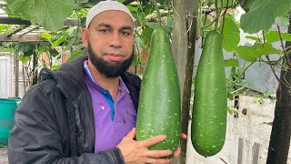 Bangla kodu harvest বাংলা কদু (লাউ)বাম্পার ফলন