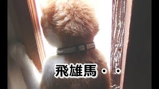 閉じ込められた猫さんが野鳥を見た後の行動とは？【侵入した野良仔猫】～家猫修行中～