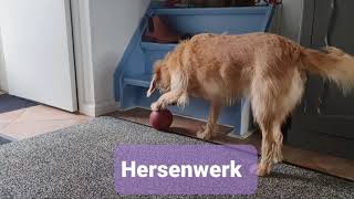 Hersenwerk, onze hond met een snackbal.