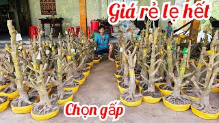 Anh Thức📲 0358121309 phôi mai vàng giảo Bình Lợi 23/2 Chợ Gạo miền tây tôi yêu (@MaivàngQuêdừa)