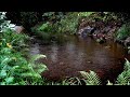 Beautiful Natural Rain Sounds to Fall Asleep - Relaxation, Healing, Sleep Music, Study ASMR