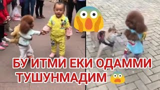 ШОК!!!  ХИТОЙЛАР ХАТТОКИ ИТНИЯМ ОДАМГА УХШАТИБ ЮРГИЗВОРЯПТИ ДАХШАТ.