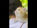 出来遛弯的小喵喵 萌宠 金渐层 猫咪 vlog日常 慢生活 西瓜视频 003