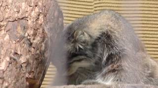 Pallas's cat　マヌルネコのグルーシャくん！　旭山動物園へ行って来ました〜♪ 　旭川市　00068