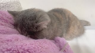 飼い主の帰りが遅くてフテ寝した猫ほこり