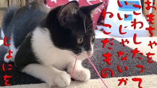 【子猫】おもちゃを破壊！ ヒモだけで遊ぶ子猫がかわいい【kitten】