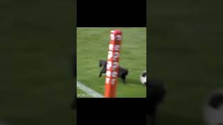 Black Cat Scores Goal | #OwlKitty | YouTube Shorts