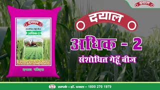 दयाल संशोधित गेहू बीज अधिक-2 जिसका दाना दाना, पैदावार का खजाना || Dayal Wheat Seed ADHIK-2