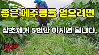 @감tv 메주콩/메주콩밭잡초제거중요성/백태/잡초제거/귀촌귀농귀향준비하기/농촌/감농사/40대귀농귀촌준비/50대농귀촌준비/60대귀농귀촌준비