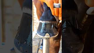 Hoof Oil | Horse #satisfying #oddlysatisfying #farrier #horse #shorts #short #viral #hoofcare